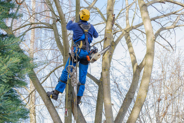 Leaf Removal in East Palo Alto, CA