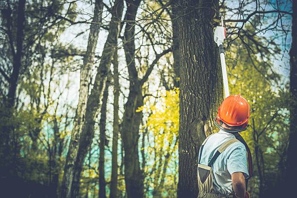 How Our Tree Care Process Works  in  East Palo Alto, CA